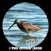 Short-billed Dowitcher - Eastern