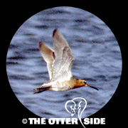 Short-billed Dowitcher - Eastern