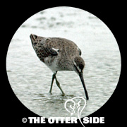 Short-billed Dowitcher - sp.