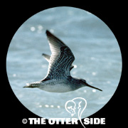 Short-billed Dowitcher - sp.