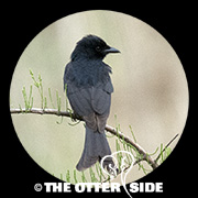 Black Drongo