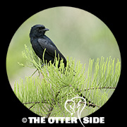 Black Drongo
