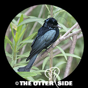 Hair-crested Drongo