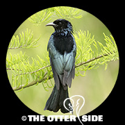 Hair-crested Drongo