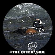 Harlequin Duck