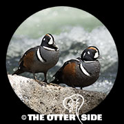 Harlequin Duck