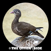 Mandarin Duck