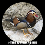 Mandarin Duck