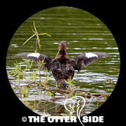 Masked Duck