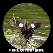 Masked Duck