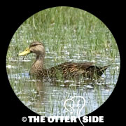 Mottled Duck