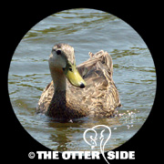 Mottled Duck
