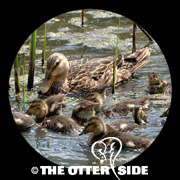 Mottled Duck