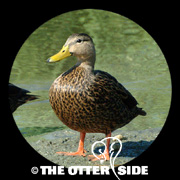 Mottled Duck