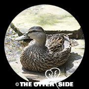 Mottled Duck