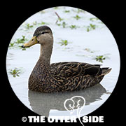 Mottled Duck