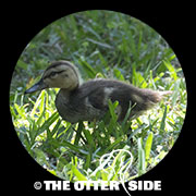 Mottled Duck