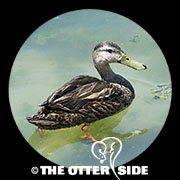 Mottled Duck
