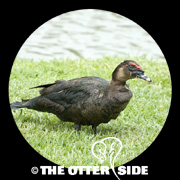 Muscovy Duck
