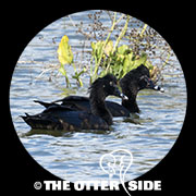 Muscovy Duck