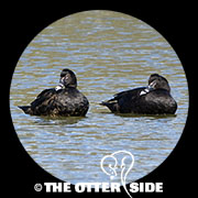 Muscovy Duck