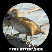 Ring-necked Duck