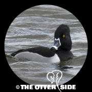 Ring-necked Duck
