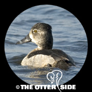 Ring-necked Duck