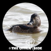 Ring-necked Duck