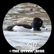 Ring-necked Duck