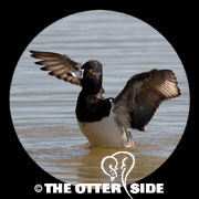 Ring-necked Duck