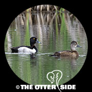 Ring-necked Duck