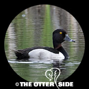 Ring-necked Duck