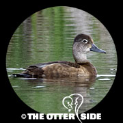 Ring-necked Duck