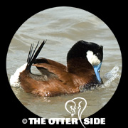 Ruddy Duck