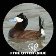 Ruddy Duck