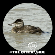 Ruddy Duck