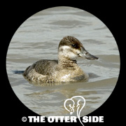 Ruddy Duck