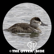 Ruddy Duck