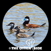 Ruddy Duck
