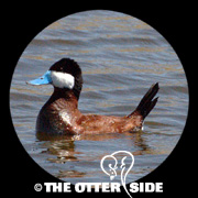 Ruddy Duck