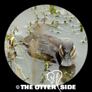 Ruddy Duck