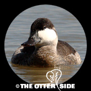 Ruddy Duck
