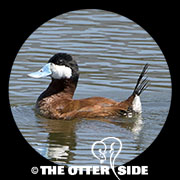 Ruddy Duck
