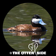 Ruddy Duck