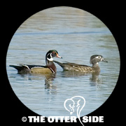 Wood Duck