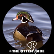 Wood Duck