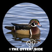 Wood Duck