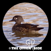 Wood Duck