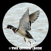 Wood Duck